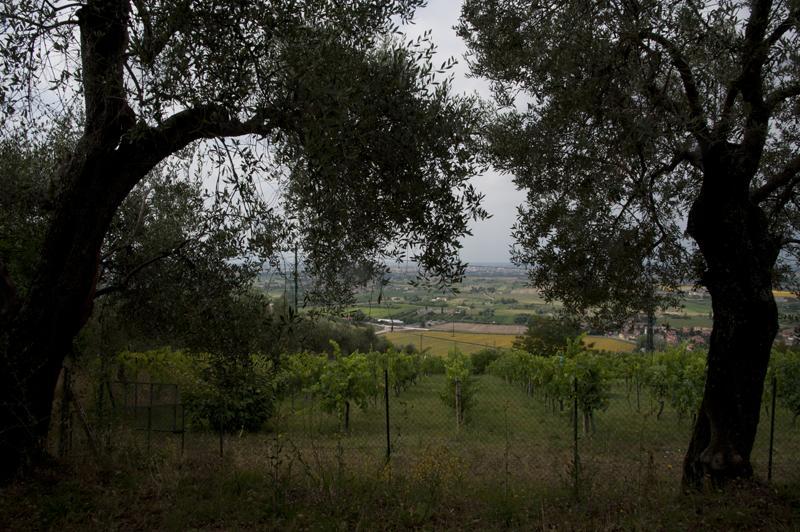 Agriturismo La Grotta San Giuliano Terme Buitenkant foto